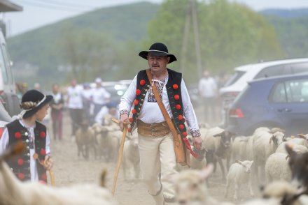 Wiślański Wygón Łowiec przejście owiec